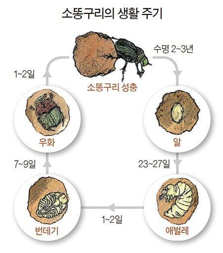 중앙일보