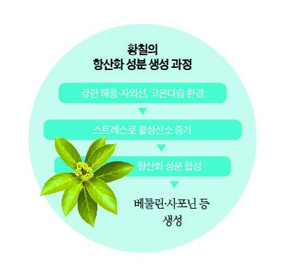 중앙일보