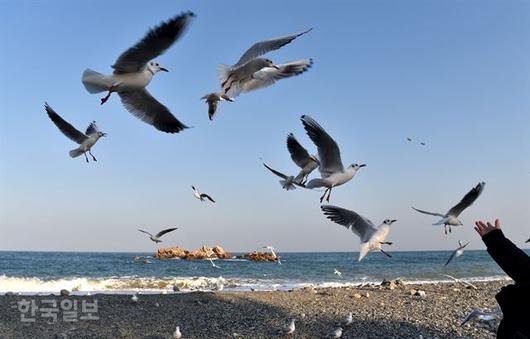 한국일보