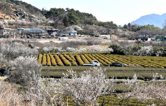 한국일보