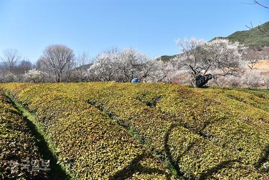 한국일보