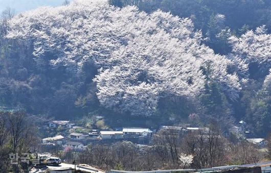 한국일보