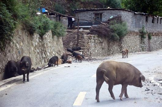 한국일보