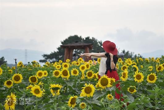 한국일보