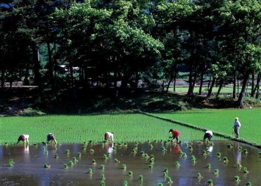 한국일보