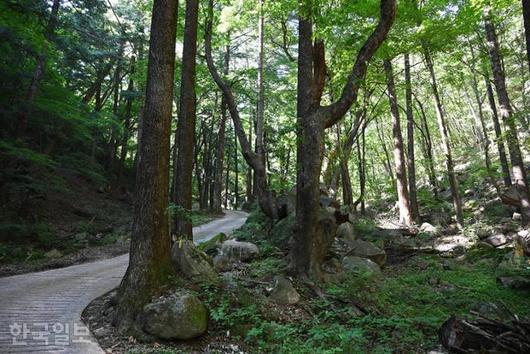 한국일보