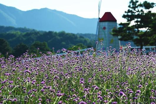 한국일보