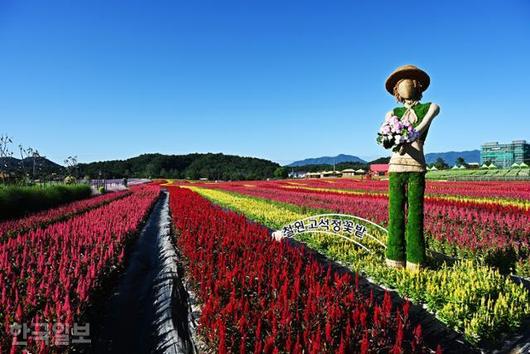 한국일보