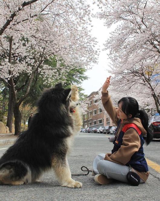 한국일보