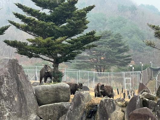 한국일보