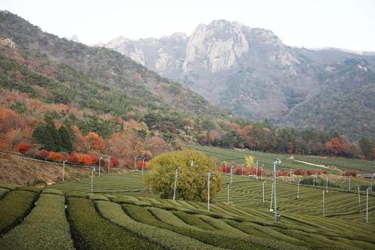 한국일보