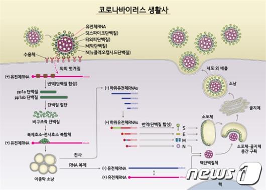 뉴스1