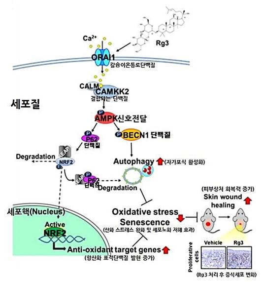 뉴시스