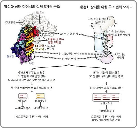 뉴시스