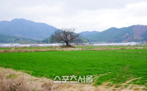 스포츠서울