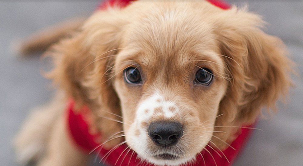 あなたにピッタリな犬の種類は？