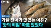 <b>'천고마비'의 계절 가을...전어가 미친듯이 맛있어지는 이유</b>