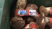 <b>가을 가뭄에 송이 수확량 뚝...kg당 162만 원 역대 최고가</b>