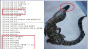 <b>"아파트에 코브라가"…멸종위기종 등 200마리 밀수한 조직 적발</b>