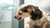 <b>짖고 달려드는 앞집 반려견에 항의했더니…“치와와가 얼마나 위험하다고”</b>
