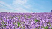 곧 시작될 보랏빛 계절,<br>라벤더 명소 TOP 9
