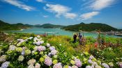 수국이 만발한 섬,<br>바다 한가운데 고양이 정원