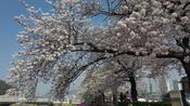[날씨] 남부 벚꽃 개화 시작, 다음 주 만발...주말 전국 맑음