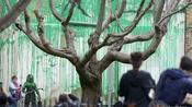 '얼굴 없는 화가' 뱅크시, 죽어가는 나무 뒤 건물에 '나뭇잎 벽화' 그려 [뉴시스Pic]