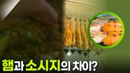 햄과 소시지의 차이? “ 훈제된 돼지의 햄스트링과 으깨고 양념한 고기를 케이싱에 넣은.. ” | KBS 250915 방송