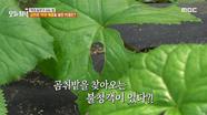 곰취 밭을 찾아오는 불청객이 있다?!🐌, MBC 240417 방송