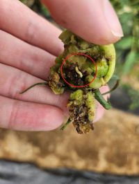 과실 피해와 유충.