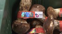 <b>가을 가뭄에 송이 수확량 뚝...kg당 162만 원 역대 최고가</b>