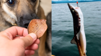 <b>그물 찢던 골칫덩이 상어…日 반려견 ‘최애’ 간식으로 활용</b>