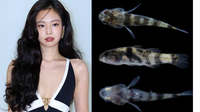 블랙핑크 제니, 학명 됐다…신종 물고기에 ‘제니의 범블비 고비’ 이름 붙여