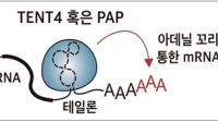 <b>바이러스서 찾은 RNA 보호전략…mRNA 수명 3배 늘렸다</b>