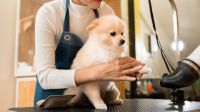 <b>"공포 없는 동물미용?"…美서 온 '피어프리' 왜 논란 됐나</b>
