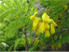 강원 양구군 야생화공원에 식재된 개느삼  한국기초과학지원연구원 제공