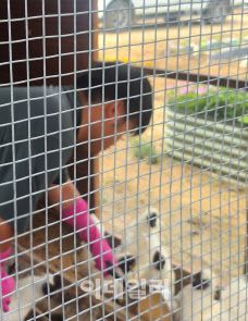 유장현씨가 닭에 모이를 주고 있다.(사진=이지현 기자)