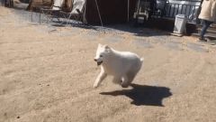 곰순이가 뛰놀던 모습. 보호자에겐 자식만큼 소중하던 아이였다. 그는 "자신에게 이런 일이 생길줄 몰랐다"고 했다. 또 다른 곰순이를 막기 위해선, 제도 개선이 필요하다./사진=곰순이 보호자 제공