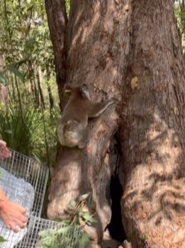 [출처 = 브리즈번 남부 코알라 구조대 SNS  공식 계정]