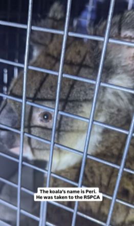 [출처 = 브리즈번 남부 코알라 구조대 SNS  공식 계정]