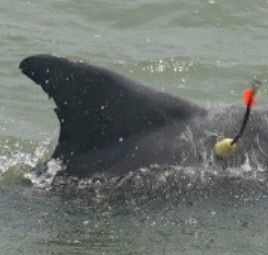 돌고래 등에 펜타닐 검사를 위한 피부 지방 채취 장비가 꽂혀 있다. 텍사스대 제공