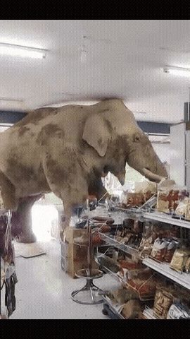 태국에서 배고픈 야생 코끼리가 편의점에 난입해 음식을 먹어치우고 유유히 떠나는 진풍경이 벌어졌다. /AP통신