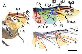 장수풍뎅이 뒷날개가 접힌 모습과 펼쳐진 모습.<건국대학교 제공>