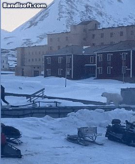 돌진하는 북극곰을 피해 달아나는 남성./유튜브