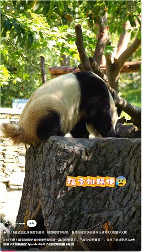 푸바오의 건강이상설을 제기한 영상[유튜브 캡처. 재판매 및 DB금지]