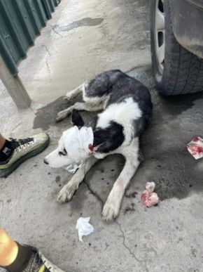 교통사고를 당한 유기견 벨. 디킨은 벨의 치료에 힘쓴 뒤 이 개와 함께 도보여행을 하고 있다. VN익스프레스 캡처