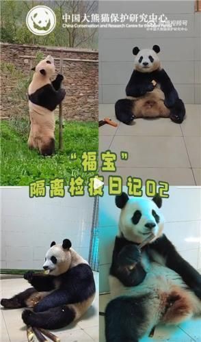 푸바오 격리·검역일기 2 [사진출처=중국판다보호연구센터 웨이보 캡처]