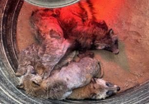 개선충증에 걸린 너구리들. 경기도야생동물구조관리센터 제공