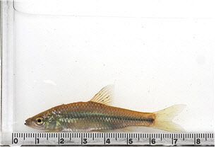 참붕어(아우점종)